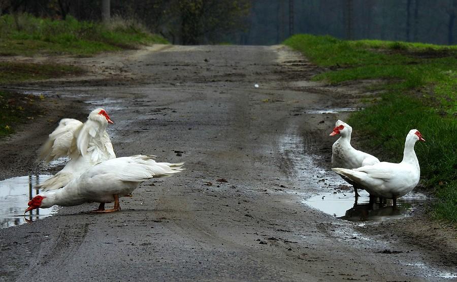 Kaczki na drodze