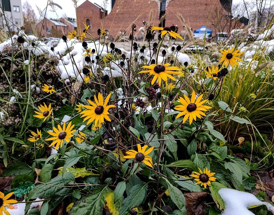 Rudbekia przetrzymała pierwsze przymrozki