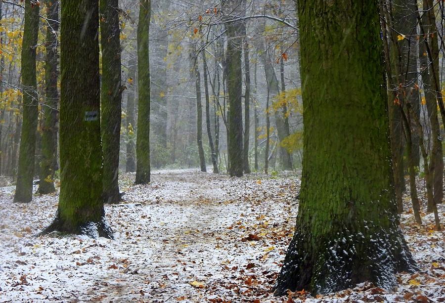 Śnieg między drzewami