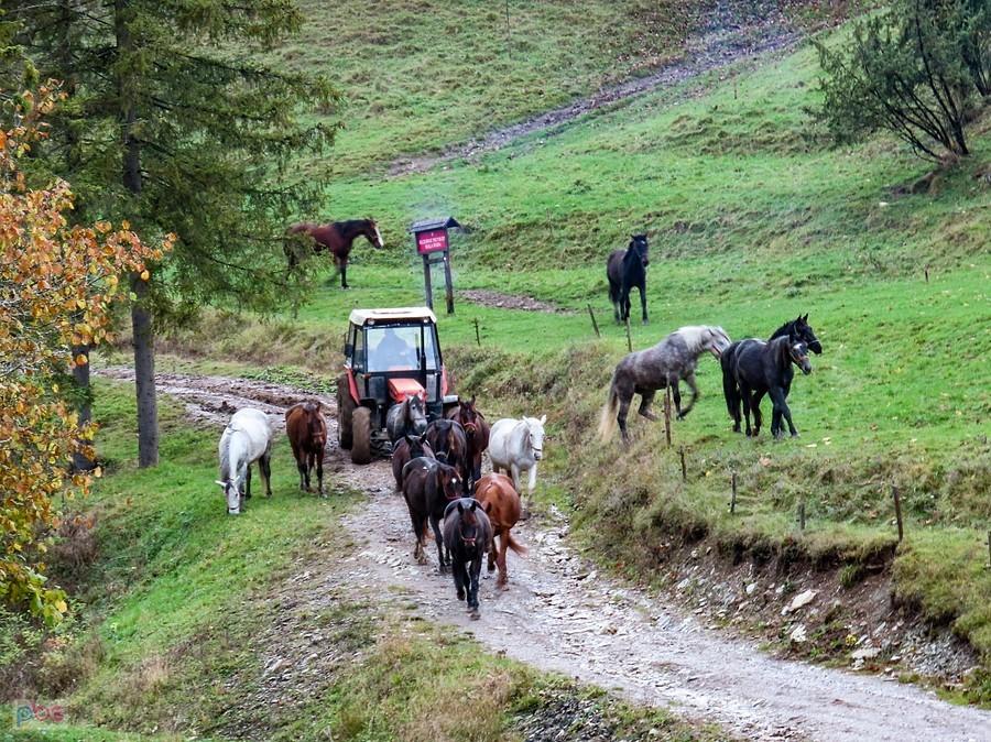Pasterz poganiał koniki traktorem