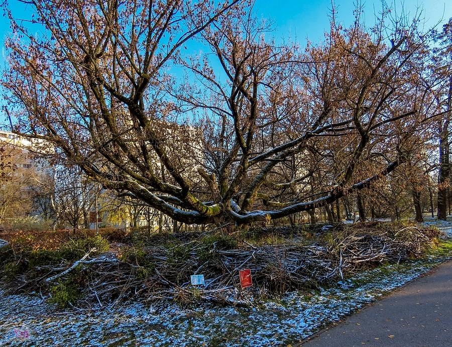 Ekologiczne drzewo otoczone jest zeribą, jeże pewnie się cieszą
