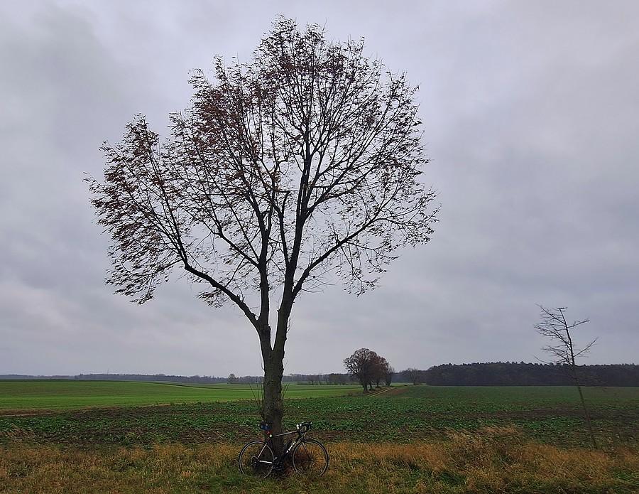 Szara rowerówka z drzewem