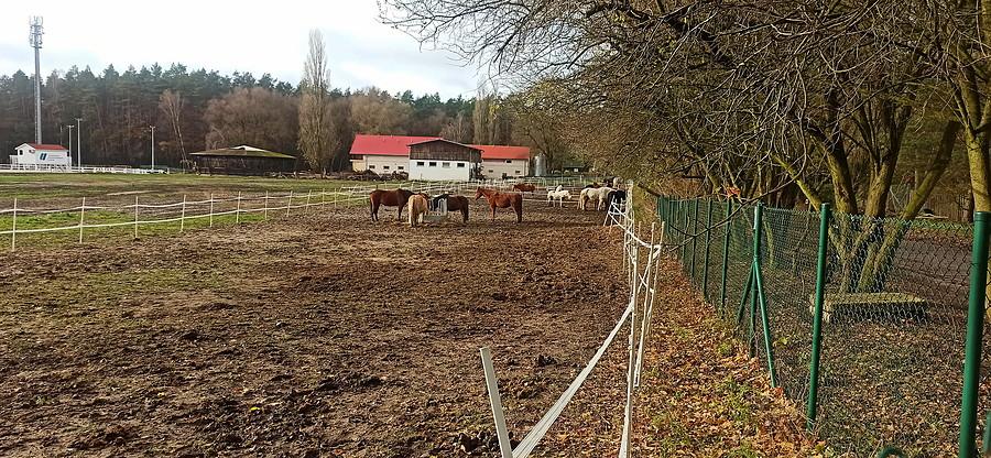 Stadnina koni pod Osowem.