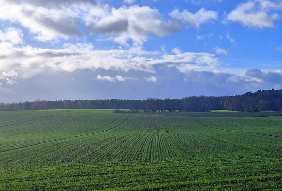 Listopadowe falujące pole