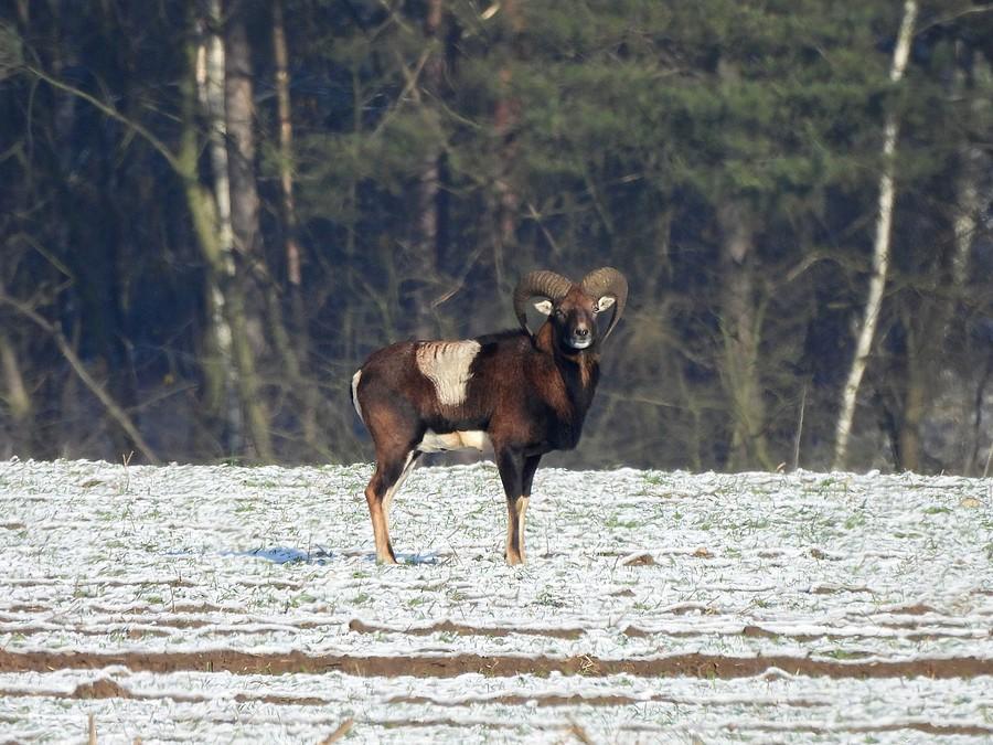 Samotny muflon