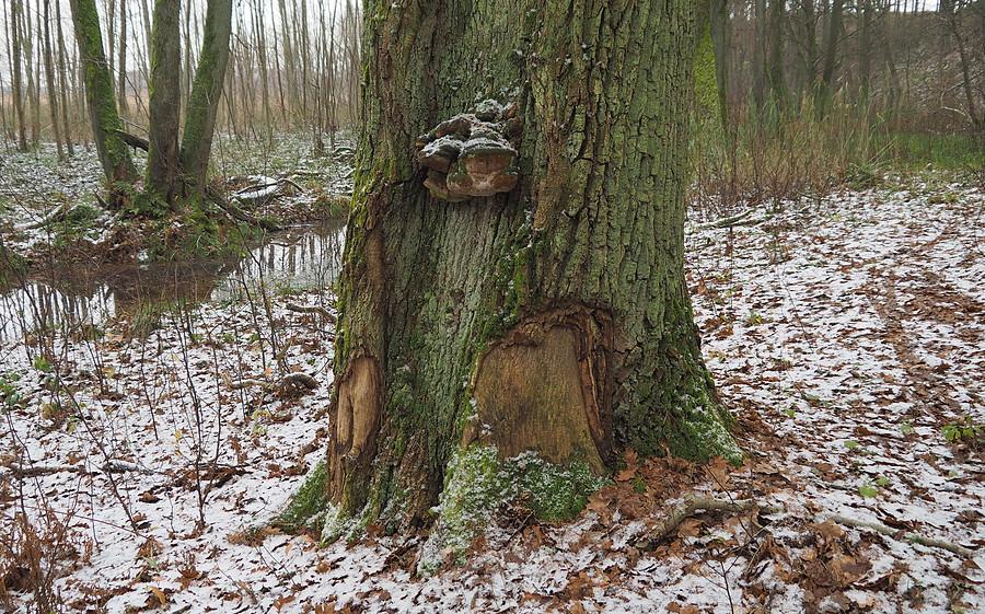 Siła złego na dąbczaka