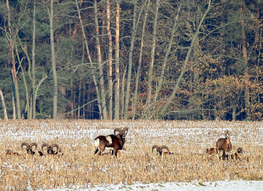 Rodzinka muflonów
