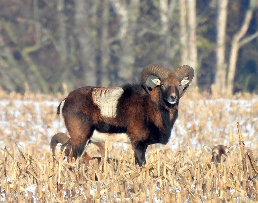 Dorodny muflon