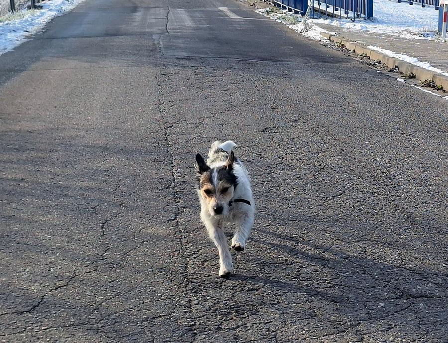 Piesek za mną leci