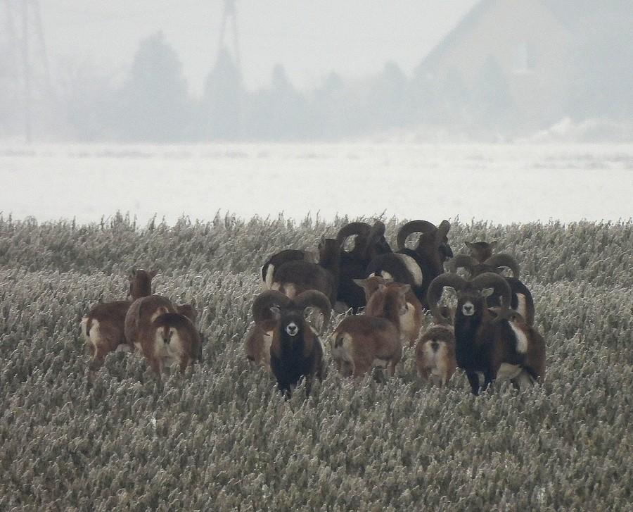 Kumulacja muflonów