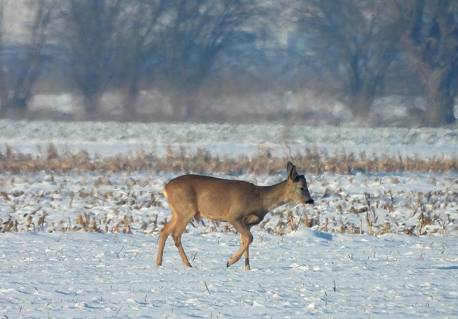 Sarna wędrująca po śniegu