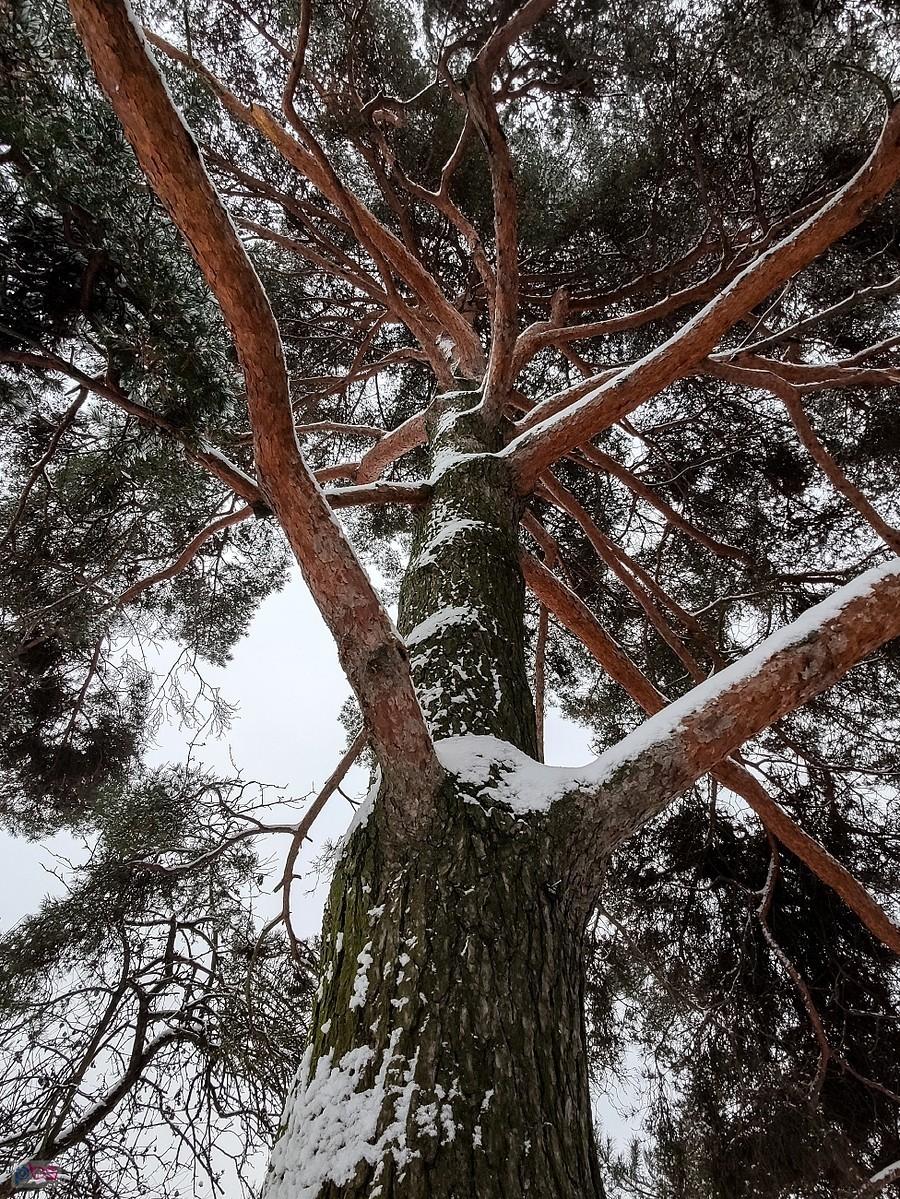 Pod parasolem sosny