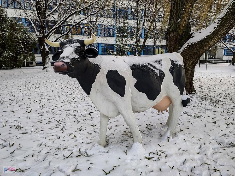 Maskotka Wydziału Medycyny Weterynaryjnej