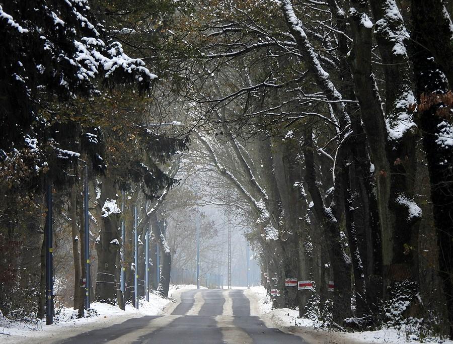 Zimowa poznańska aleja