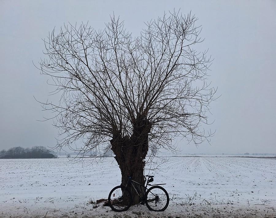 Pod wierzbą