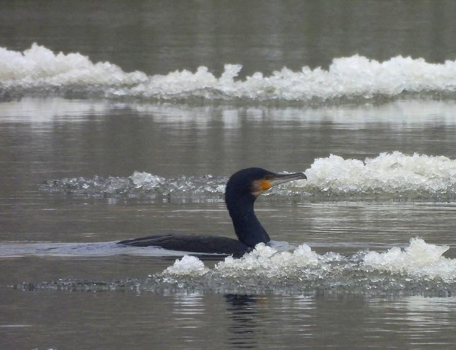 Kormoran na Warcie