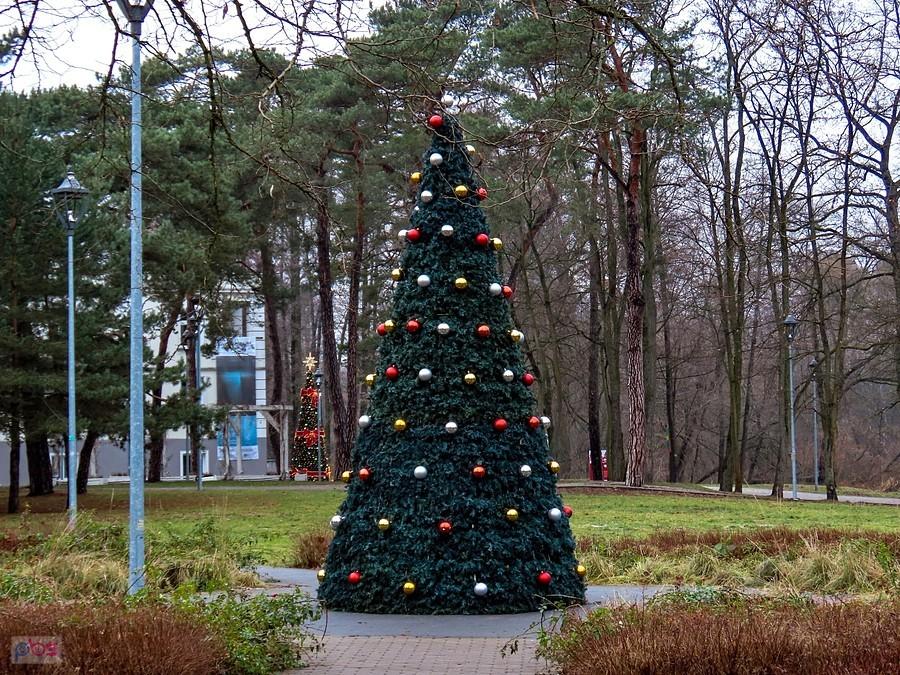 Choinka w Parku Zdrojowym