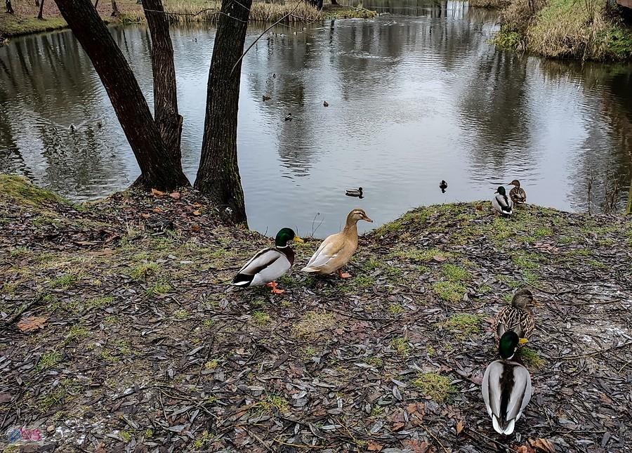 Trochę większa od innych, chyba jej bliżej do kaczki domowej