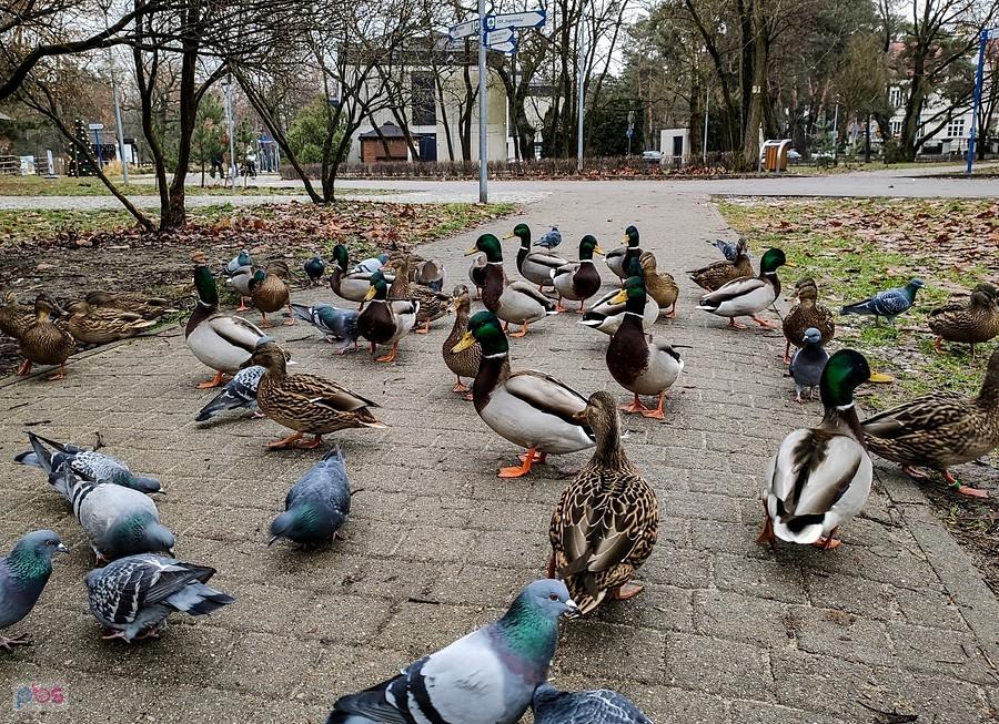 Czekają cierpliwie aż ktoś je nakarmi