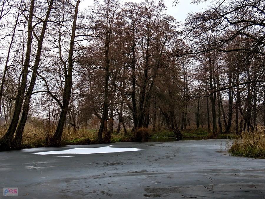 Staw w Parku Zdrojowym