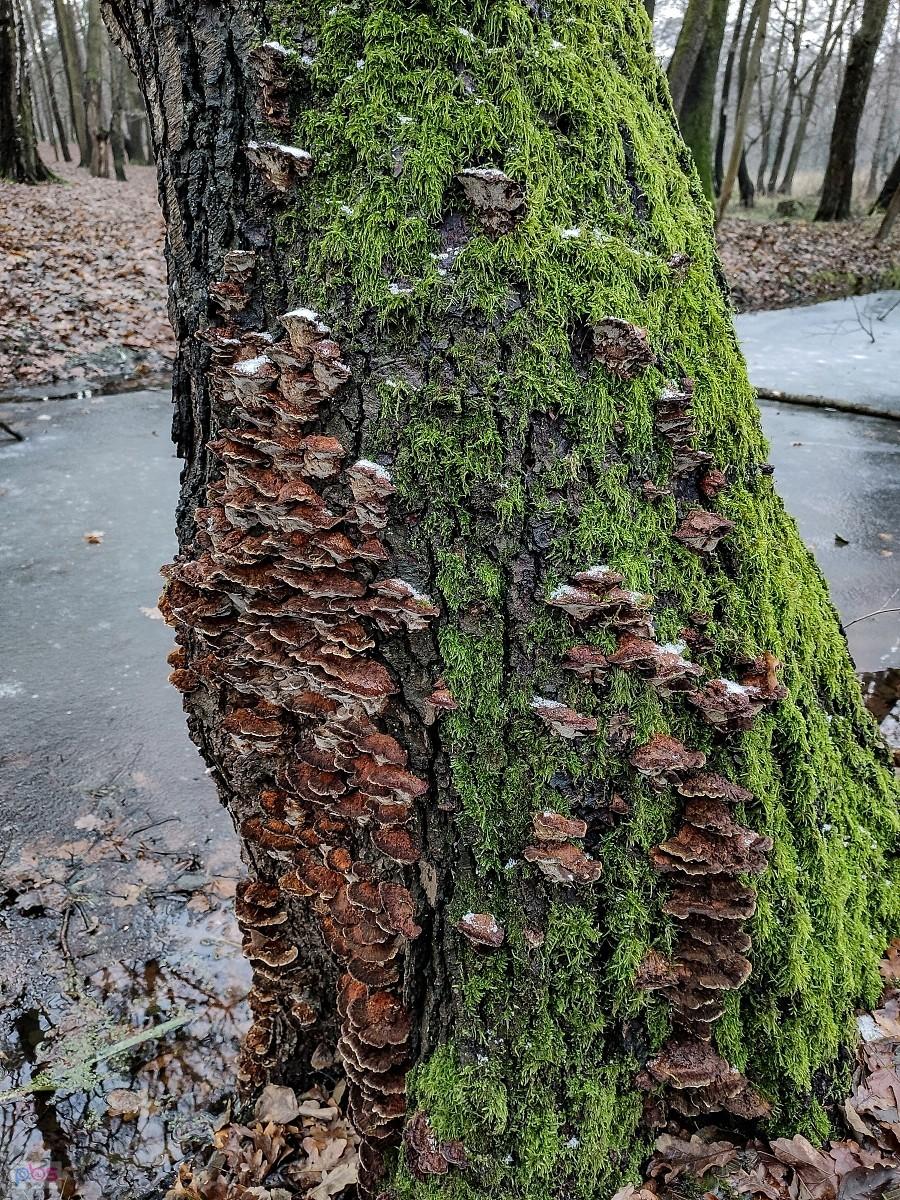 Błyskoporek podgryza olszę