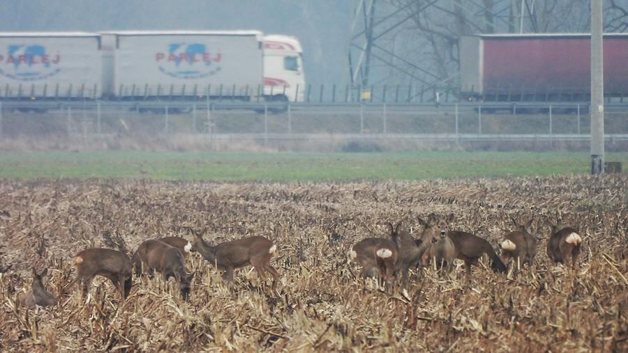 Sarenki przy autostradzie