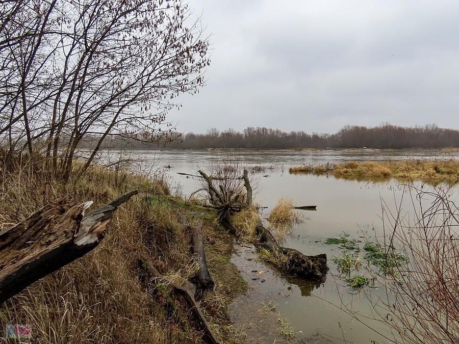 Brzeg Wisły w Gassach to teren rezerwatu Wyspy Świderskie