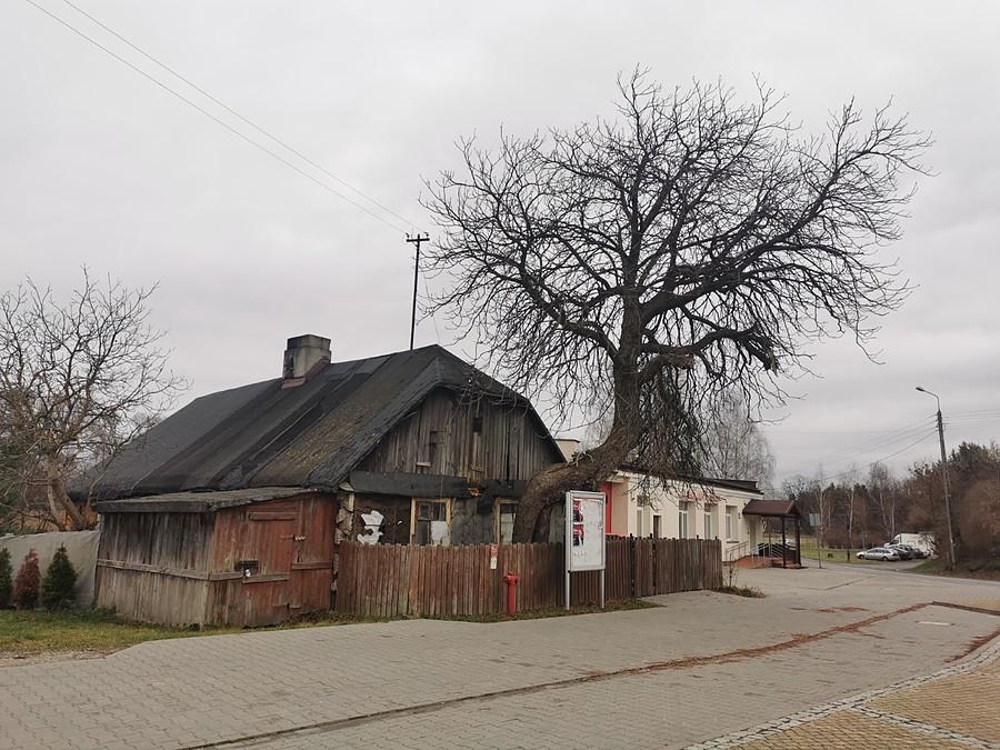 Stary pustostan i bezlistne drzewo