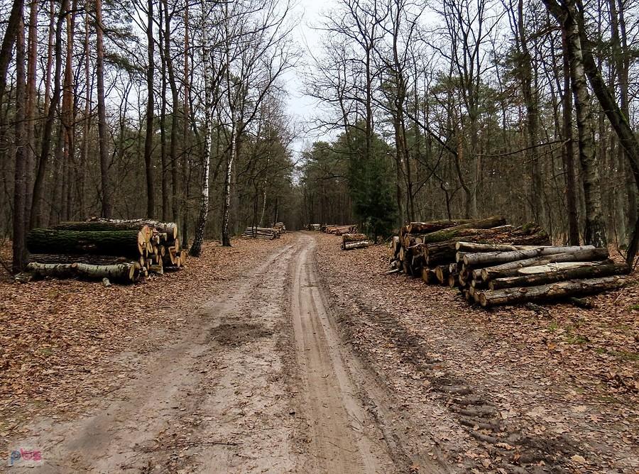 Inwentaryzacja lasów konstancińskich