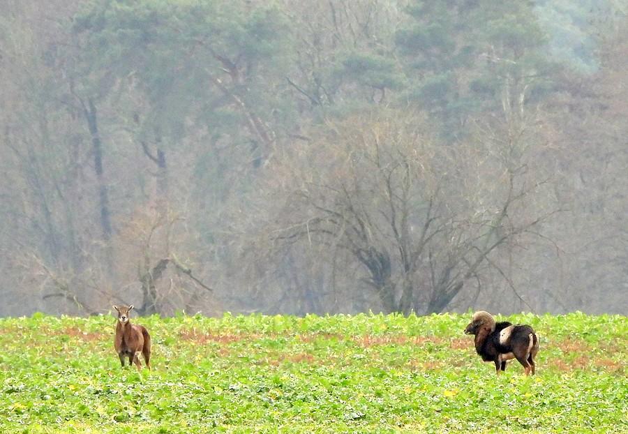 Odległa para muflonów