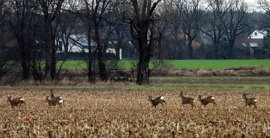 Pędzące sarenki