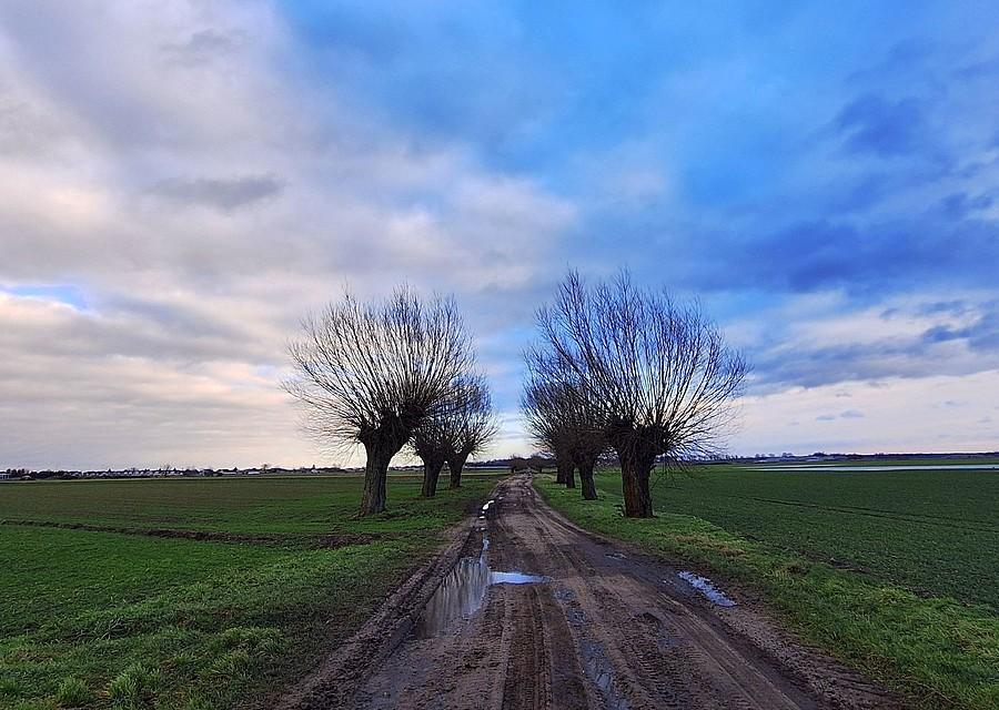 Wierzbowe kolory