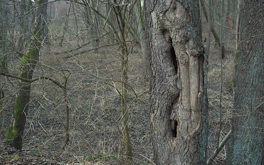 Stepowiejemy, na wysuszonych bagnach
