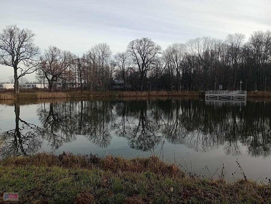 Staw w Ołtarzewie