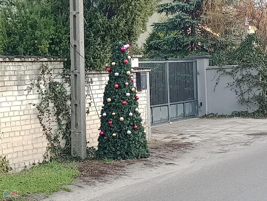 Jedna z choinek przy Trakcie Królewskim