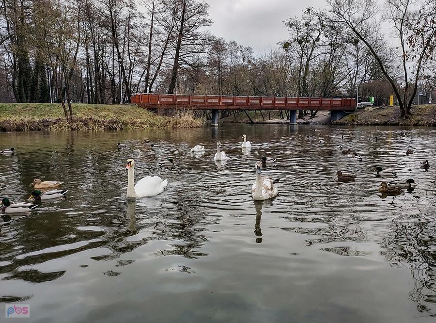 Łabędzie na Jeziorce