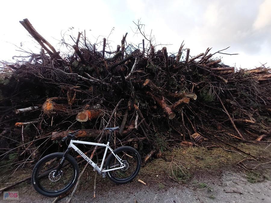 Anihilacja Lasów Państwowych