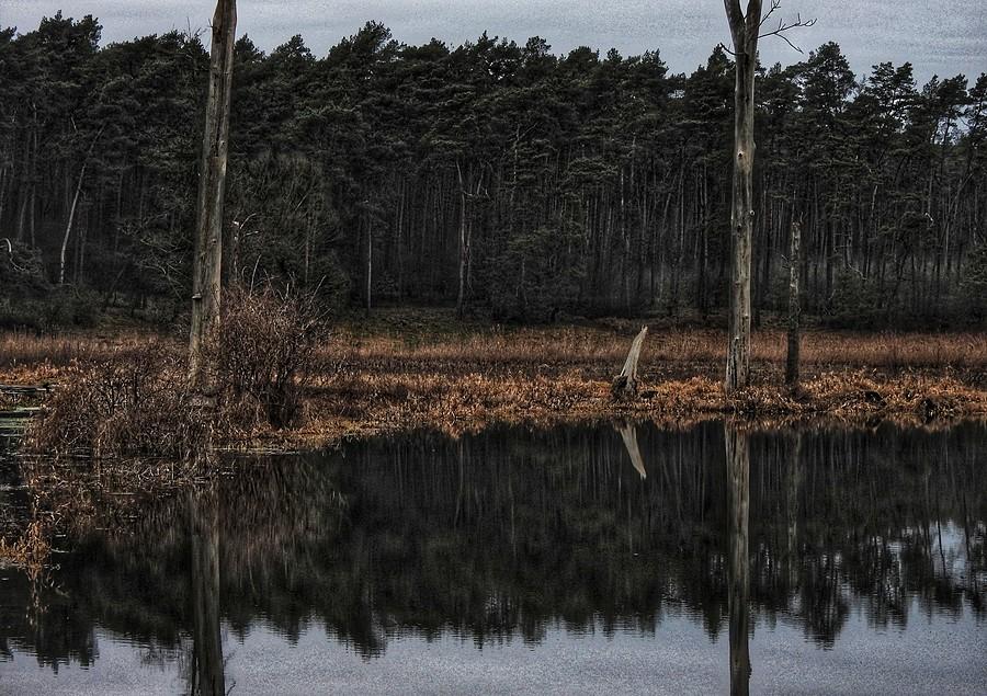 Zbliżenie na zalaną łąkę