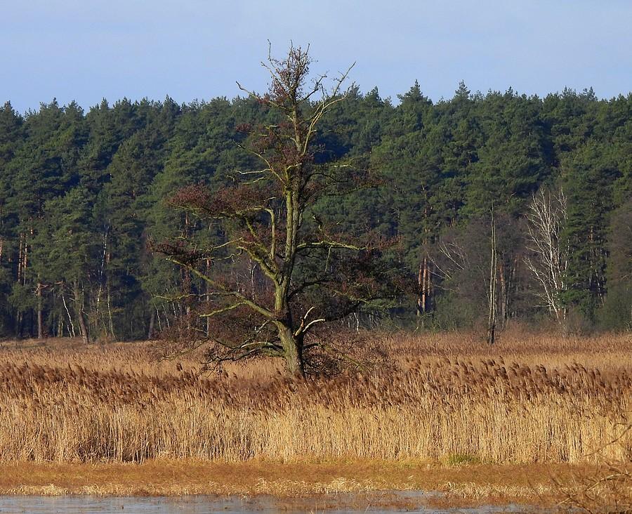 Kawałek niepodtopionego pola