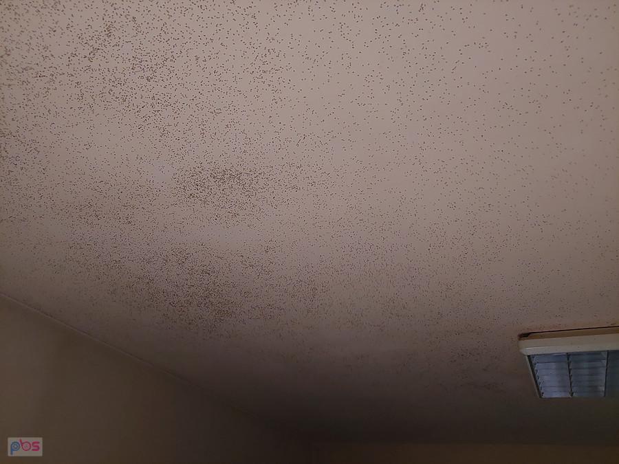Małe muchy, które przyleciały jednego popołudnia 26.09.2023