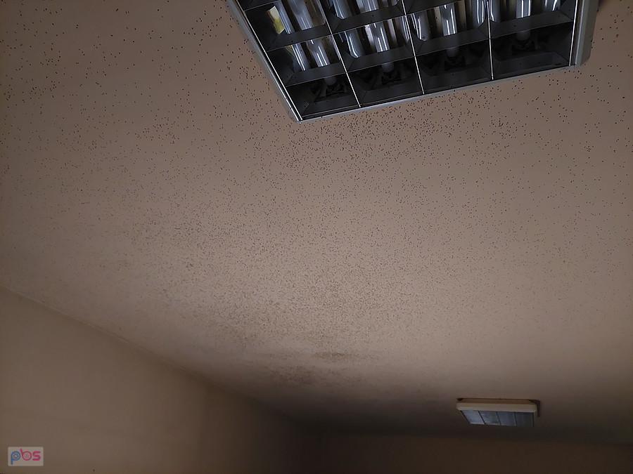 Małe muchy, które przyleciały jednego popołudnia 26.09.2023