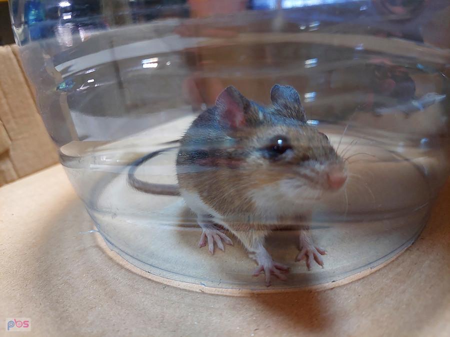 Pierwsza mysz