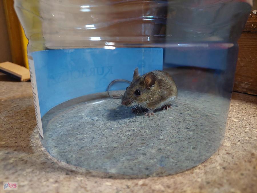 Druga mysz
