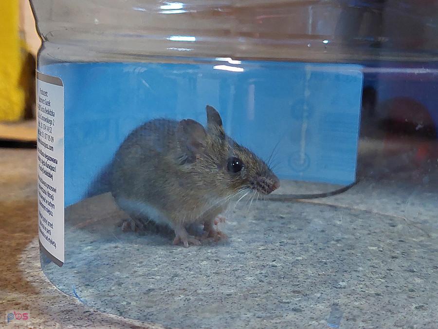 Druga mysz