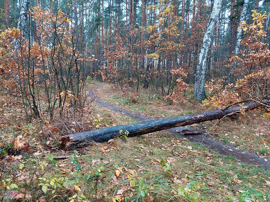 Drugie obalone drzewo, daleko widoczne to pierwsze - 03.11.2023.