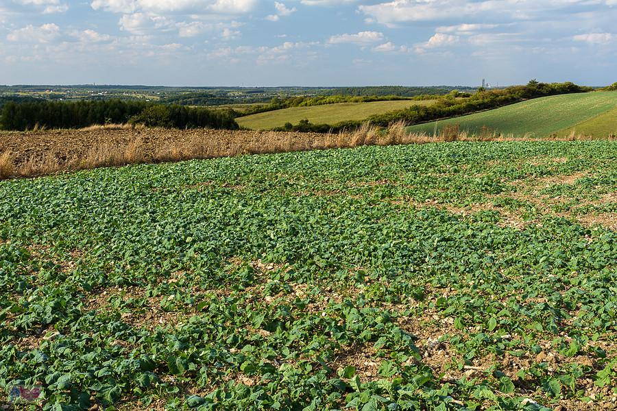 Widoki na polach w miejscowości Małusy Małe - ujęcie na północny zachód