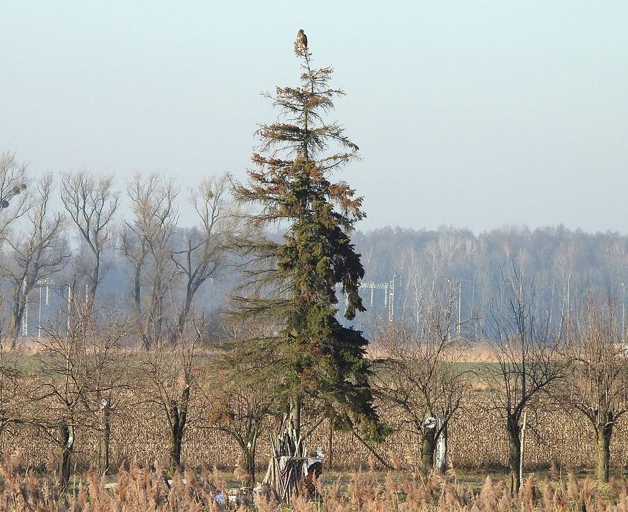 Świerk z myszołowem jako gwiazdką :)