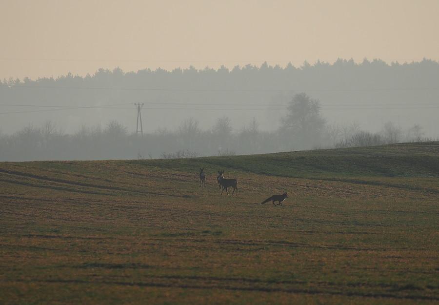 Sarenki i lisek