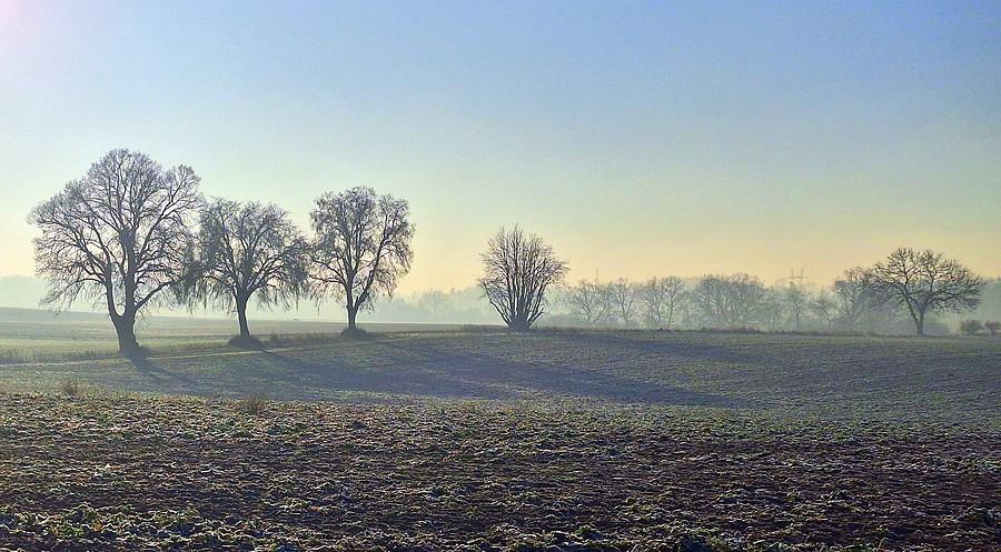 Lisówki w mgiełce