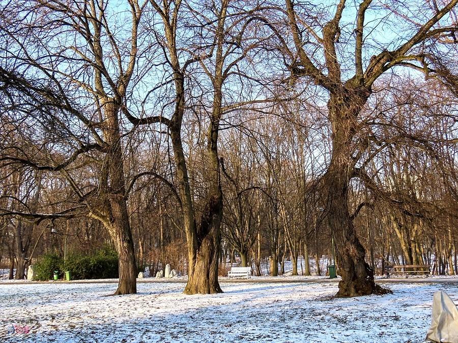 Park przy Królikarni